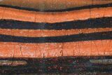 Polished Tiger Iron Stromatolite - ( Billion Years) #75824-1